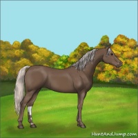 Horse Color:Silver Black