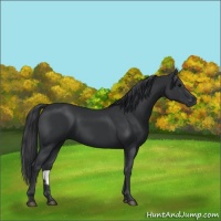 Horse Color:Black 