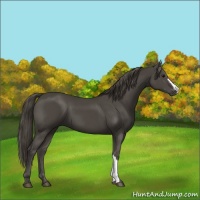 Horse Color:Smoky Black 