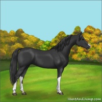 Horse Color:Black 