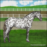 Horse Color:Smoky Black Appaloosa  and Smoky Black Appaloosa Rabicano 