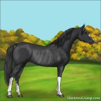 Horse Color:Black Rabicano 