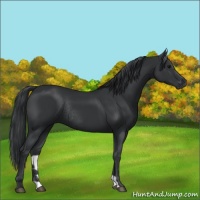 Horse Color:Black Rabicano 