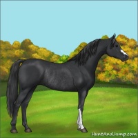 Horse Color:Black Rabicano 