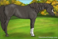 Horse Color:Smoky Black Rabicano 