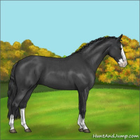 Horse Color:Blue Roan Splash Appaloosa 
