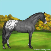 Horse Color:Blue Roan Splash Appaloosa 