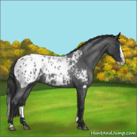 Horse Color:Blue Roan Splash Appaloosa