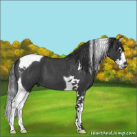 Horse Color:Blue Roan Splash Tobiano 
