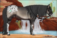 Horse Color:Blue Onyx Appaloosa 