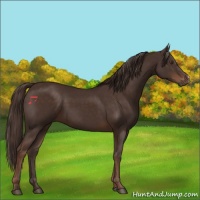 Horse Color:Liver Chestnut 