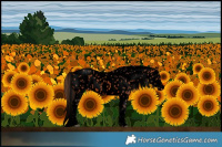 Horse Color:Void Bay Appaloosa