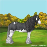 Horse Color:Black Splash Appaloosa 