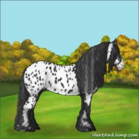 Horse Color:Black Appaloosa 