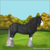 Horse Color:Black Splash 