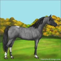 Horse Color:Blue Roan Tobiano 