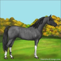 Horse Color:Blue Roan Tobiano 