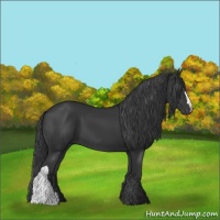 Horse Color:Black 
