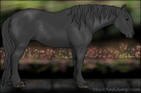 Horse Color:Black Rabicano 