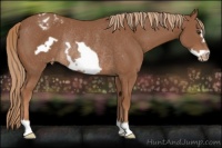 Horse Color:Chestnut Frame Appaloosa Rabicano