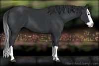 Horse Color:Black Sabino Splash 