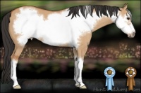 Horse Color:Bay Dun Frame 