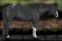 Horse Color:Black Splash Tobiano 