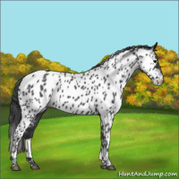 Horse Color:Blue Roan Near Leopard