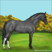 Horse Color:Blue Roan Varnish 