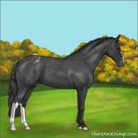 Horse Color:Blue Roan Varnish 
