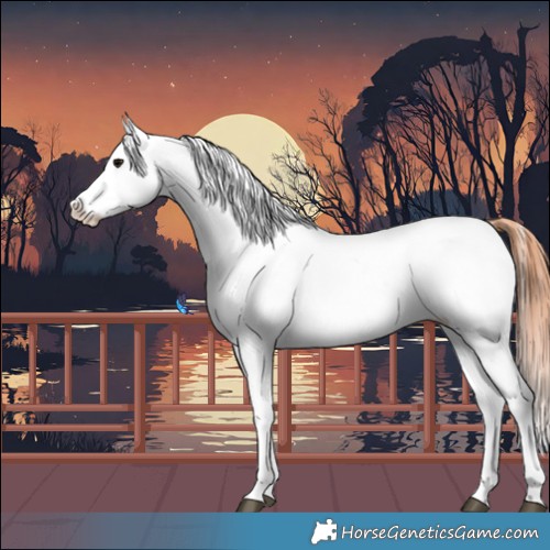 Horse Color:Brown Appaloosa 