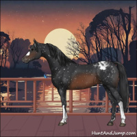 Horse Color:Brown Appaloosa 