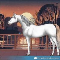 Horse Color:Brown Appaloosa 