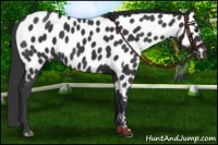 Horse Color:Black Near Leopard 