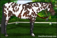 Horse Color:Brown Appaloosa