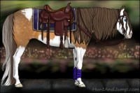 Horse Color:Buckskin Sabino Splash Appaloosa 