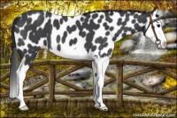 Horse Color:Blue Roan Splash Leopard 