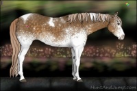 Horse Color:White Spotted Chocolate Palomino Tobiano