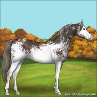 Horse Color:White Spotted Liver Chestnut Mushroom 