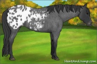 Horse Color:Blue Roan Appaloosa
