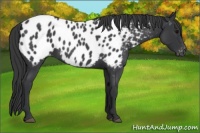 Horse Color:Blue Roan Near Leopard 