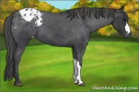 Horse Color:Blue Roan Appaloosa