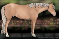Horse Color:Gold Champagne 