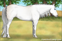 Horse Color:Gray Amber Champagne Dun Splash