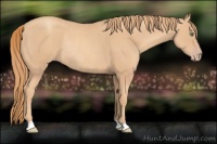 Horse Color:Gold Champagne Rabicano