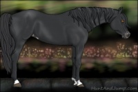 Horse Color:Black Appaloosa