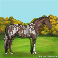 Horse Color:Silver Brown Appaloosa 