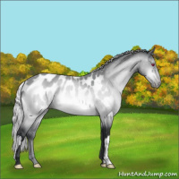 Horse Color:Silver Brown Chinchilla Appaloosa 
