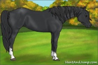 Horse Color:Black Tobiano 