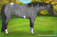 Horse Color:Blue Roan Tobiano